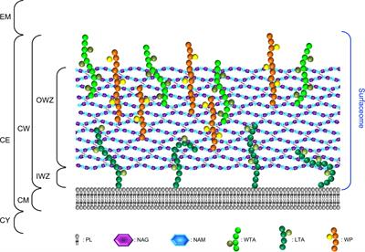 Surfaceome and Proteosurfaceome in Parietal Monoderm Bacteria: Focus on Protein Cell-Surface Display